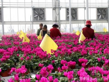 扬州高邮：每天发货30万株，花工厂绽放乡村振兴致富花