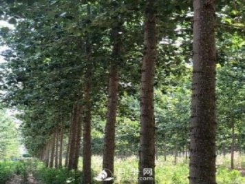 河南周口：培育出不飞絮的杨树新品种
