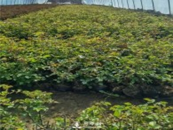 各类盆栽月季上市，南阳杯苗基地全国批发中