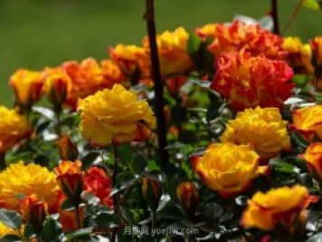 安阳市滑县森林公园月季花开放，赏花打卡正当时