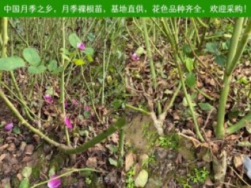 上海龙凤419：月季裸根苗的选购、栽植、肥水、养护技术大全