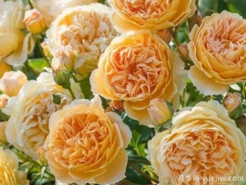 大花香水月季的养护方法，分享10种花香飘满屋