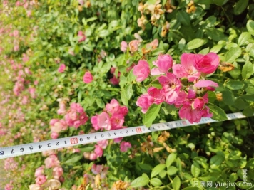 安吉拉月季盆栽苗，60厘米高基地发货