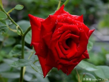2023年情人节十大玫瑰品种销量榜，卡罗拉位居首位