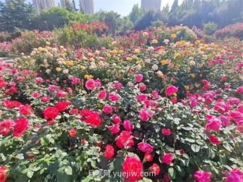 郑州月季公园40万株月季竞相绽放，感受花漾生活