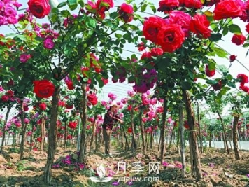 新品“月季树”为北京市花添色彩，居然引种自南阳内乡