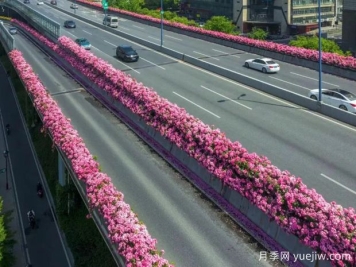 杭州高架月季初开，2024年又到走花路时间